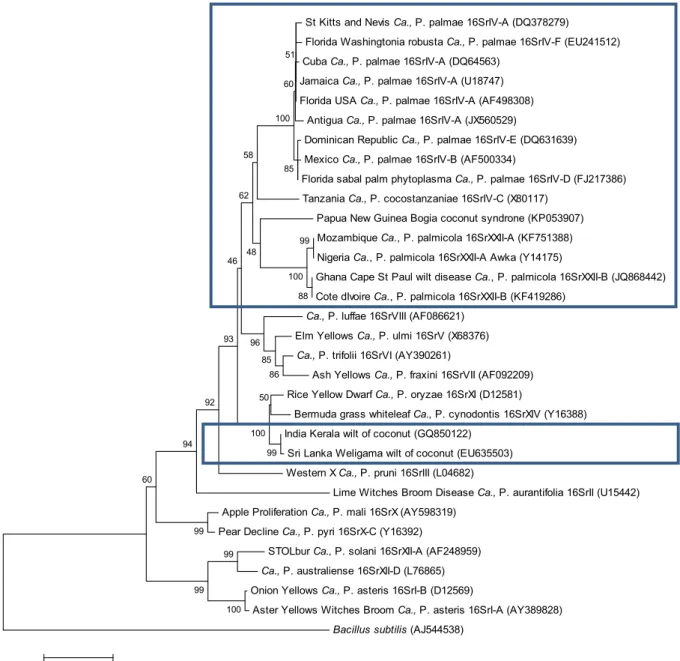 Figure 1: Dendrogram, constructed by the Neighbour-Joining method, showing the phylogenetic relationships among the coconut phytoplasmas compared to other phytoplasmas based on publicly available sequences of the 16S rRNA gene