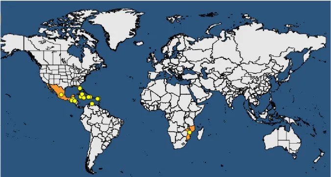Figure 2: Global distribution of Palm lethal yellowing phytoplasmas (according to EPPO Global Database, accessed September 14 2017)