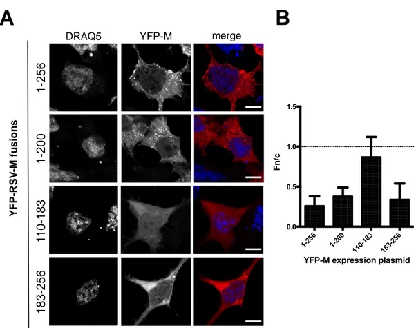 Figure 2. Deletion of N- and C-terminal portions of RSV M affects protein subcellular localization