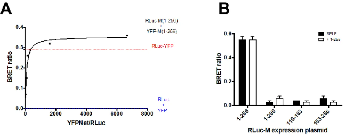Figure  4.  RSV  M  can  self-interact  in  live  Mammalian  cells,  depending  on  its  N  and  C-terminal  domains