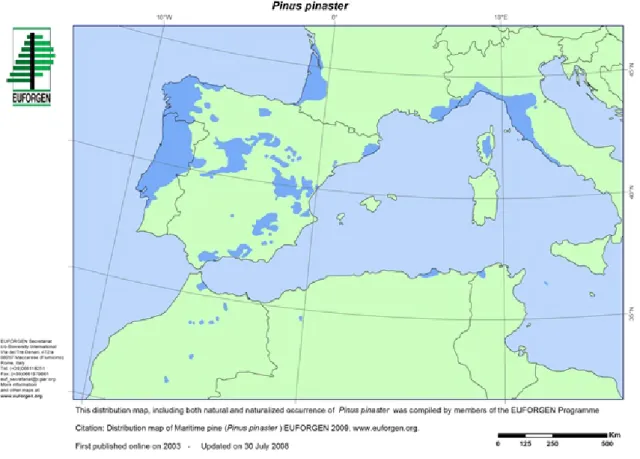 Figure 3: Native range of Pinus pinaster (map prepared by Euforgen in 2008). Blue dots represent isolated occurrences of the species