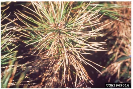 Figure 5: Pseudocercospora pini-densi ﬂorae causes a serious needle blight in both exotic and native pines, particularly at the later nursery stage, and can be a major obstacle to production of pine seedlings (Courtesy of H