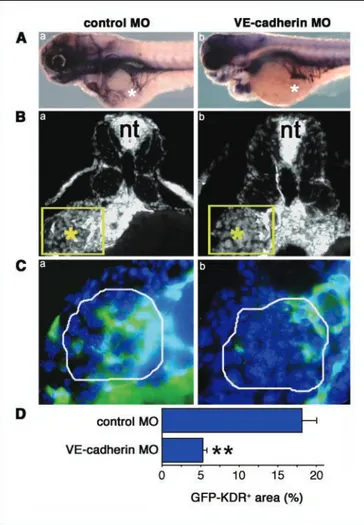 Figure 4. VE-cadherin MO inhibits tumor angiogenesis in zebrafish embryo. A, whole-mount alkaline-phosphatase staining of FGF2-T-MAE cell–grafted VEGFR2:G-RCFP control (a ) and VE-cadherin (b ) morphants at 72 hpf (lateral view )