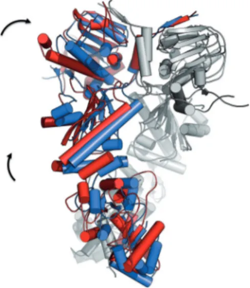 Figure 10. The structural changes induced on Hsp90 by 19 compared to the symmetric 2CG9 structure