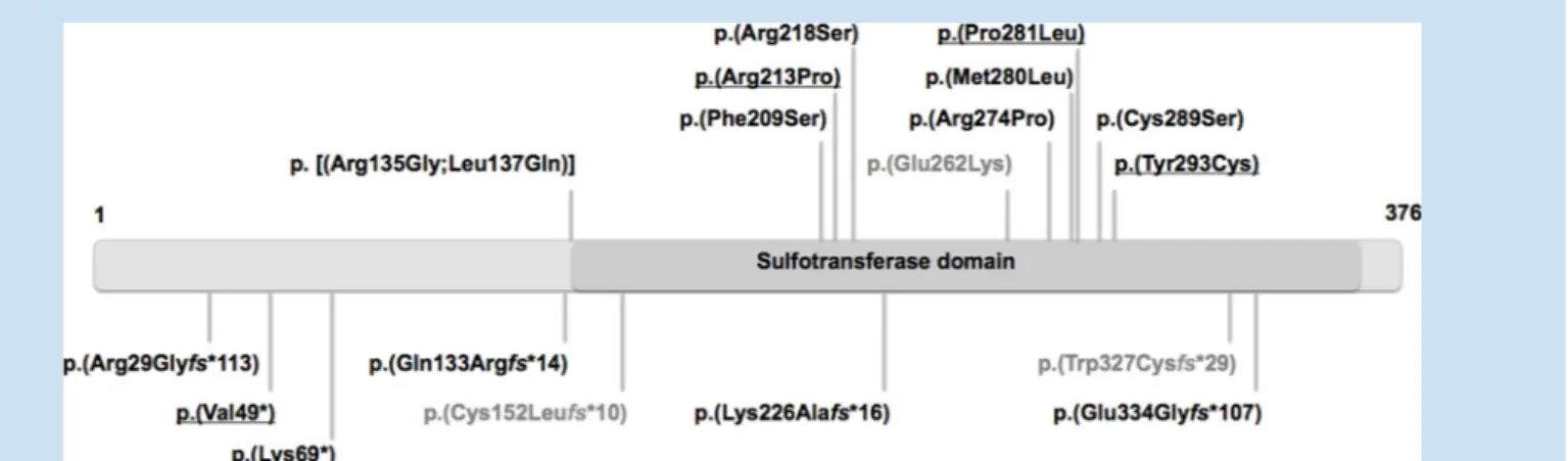 FIG. 3. Schematic compilation of known CHST14 mutations. In gray, novel mutations; underlined, recurrent mutations found in unrelated MC- MC-EDS patients; above missense mutations, below truncating mutations.