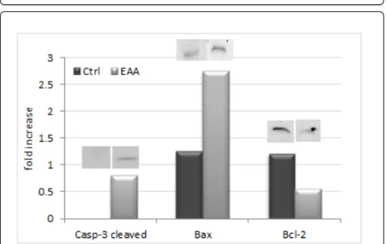 Figure 1c: Relative fold increase of apoptotic markers in HCT116 cell line untreated and treated with EAA.