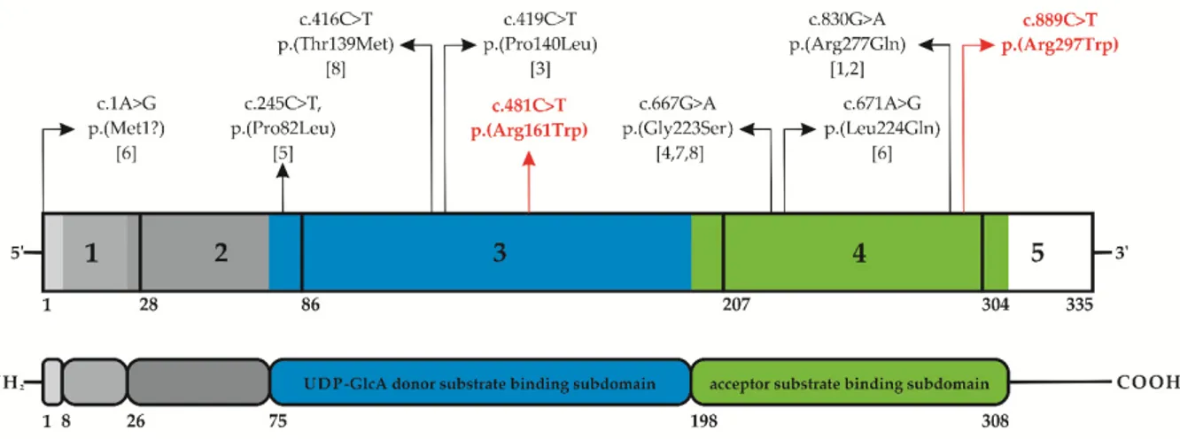 Figure 4. Schematic illustration of the B3GAT3 structure and glucuronosyltransferase I protein  domains