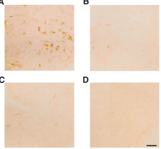 Figure 7. Major histocompatibility class II-immunoreactivity (antibody M5/114.15.2) in spinal cord of mice transgenic for human wild-type tau, human P301S tau,