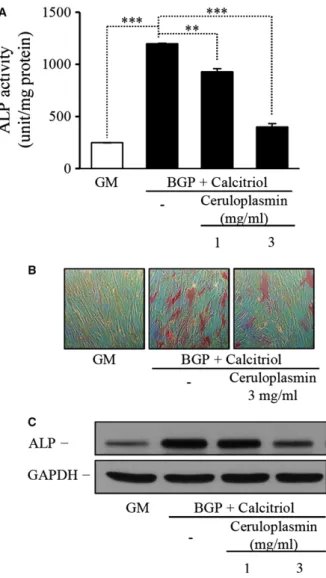 Fig. 6 Ferroxidase activity of ceruloplasmin also inhibits the differentia- differentia-tion of smooth muscle cells (SMC) to osteoblasts