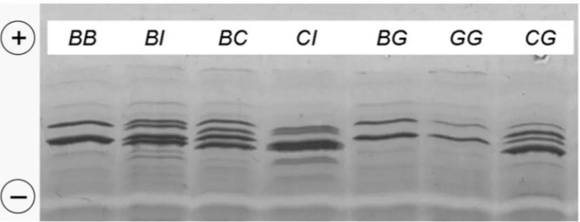 Figure 1. Isoelectrofocusing (IEF) α sl -CN (CSN1S1) patterns of Carora milk samples showing different CSN1S1 genotypes (listed at the