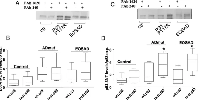 Figure 6. Oxidated/nitrated wild-type and mutant p53 in EOSAD, ADmut, and control lymphocytes
