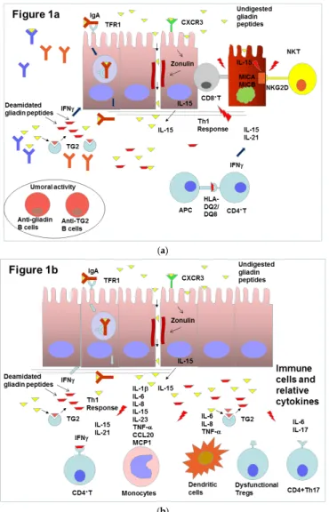 Figure 1. (a) Schematic representation of the effects of gliadin peptides on gut mucosa and immune cells