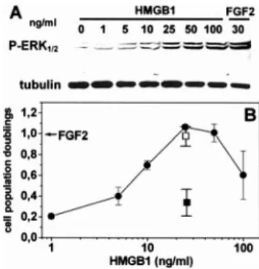 FIGURE 1. HMGB1 stimulates endothelial cell proliferation. A, GM7373 cells were stimulated for 30 min with increasing concentrations of HMGB1 or with FGF2 (30 ng/ml)