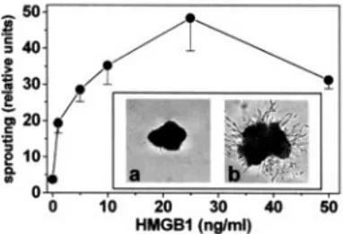 FIGURE 4. HMGB1 stimulates the repair of a wounded endothelial cell monolayer. Wounded GM7373 cell monolayers were incubated with HMGB1 in the absence or in the presence of 20 ␮g/ml blocking anti-RAGE Abs (f) or FGF2 (30 ng/ml) plus 0.4% FCS
