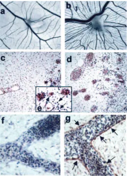 FIGURE 5. HMGB1 stimulates angiogenesis in the chick embryo CAM. Macroscopic images of CAMs treated with vehicle (a) or 300 ng of HMGB1 (b)