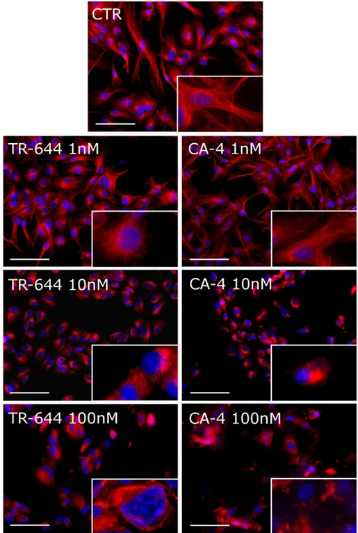 Fig. 7 Effect of TR-644 on microtubules in HUVEC. Cells were incubated for 24 h with the indicated concentration of  TR-644 or CA-4 as comparison and stained with anti-b-tubulin primary antibody and secondary Alexa-conjugated antibody and then observed by 