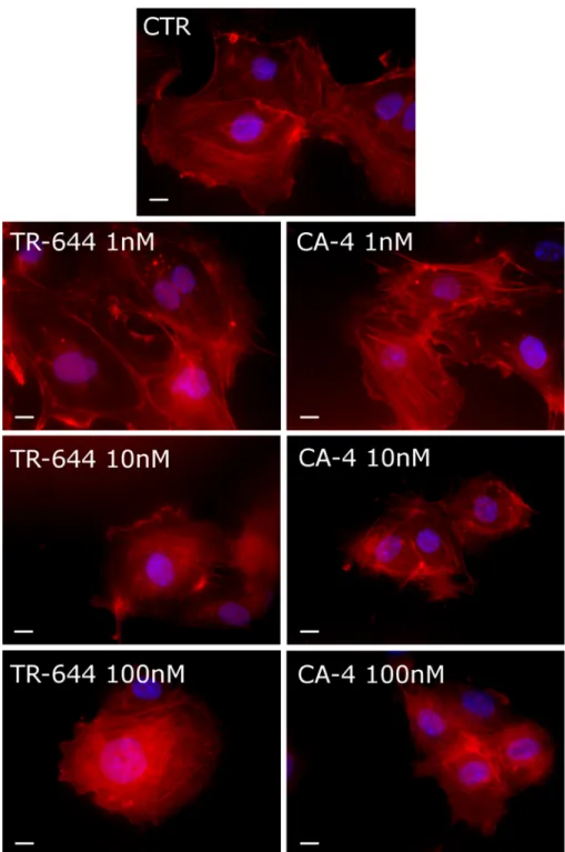 Fig. 8 Effect of TR-644 on actin microfilaments in HUVEC. Cells were incubated for 24 h with the indicated concentration of TR-644 or  CA-4 as comparison and stained with 