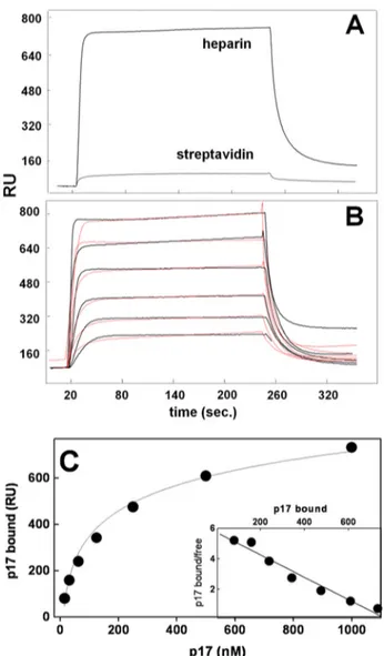 FIGURE 2. SPR analysis of p17-heparin interaction. A, sensorgrams show- show-ing the bindshow-ing of native p17 (500 n M ) to a heparin- or streptavidin-coated sensorchip