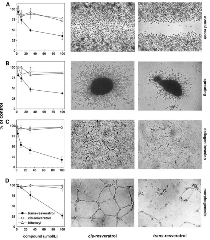 Figure 2. Effect of resveratrol stereoisomers on different in vitro steps of the angiogenesis process