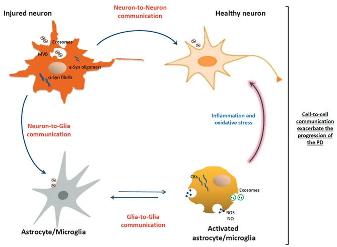 Figure 1. Exosomes in the cell-to-cell communications and their role in the progression of PD