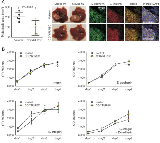 Figure 7. An angiopoietin-like 6-mimicking peptide interferes with liver colonization but not with the proliferation of human metastatic CRC cells