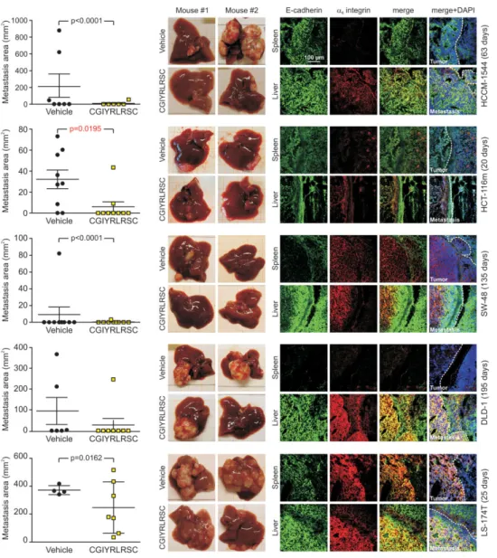 Figure 8. An angiopoietin-like 6-mimicking peptide inhibits homing of CRC cells to the liver