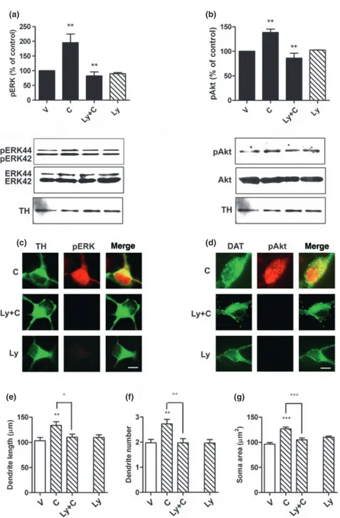 Fig. 8 Effect of phosphatidylinositol-3-kinase (PI3K) inhibitor LY294002 on ERK and Akt phosphorylation and structural plasticity in mesencephalic dopaminergic neurons