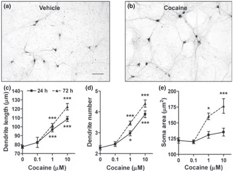 Fig. 1 Morphological effects of cocaine on mesencephalic dopami- dopami-nergic neurons