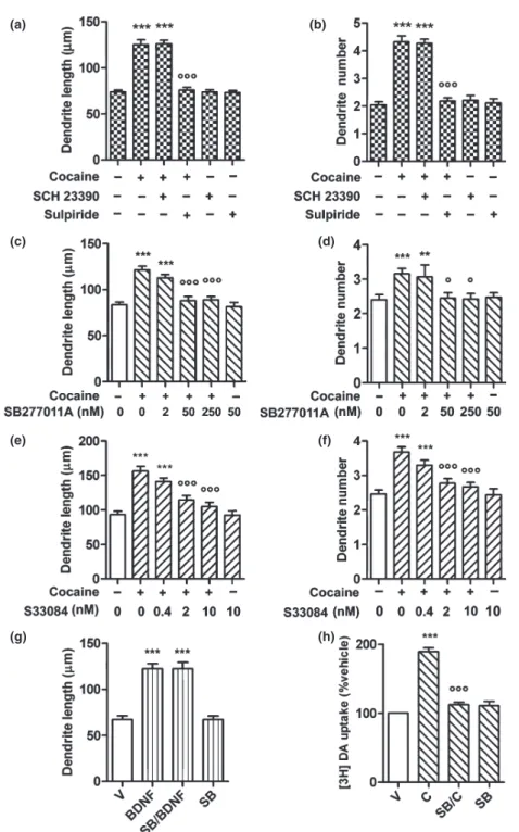 Fig. 2 Pharmacological studies with DA antagonists in primary mesencephalic dopaminergic neurons studied 72 h after cocaine exposure