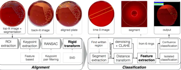 Figure 2: General scheme of the proposed automated hemolysis identification system, comprising plate alignment (on the left) and classification phases (on the right).