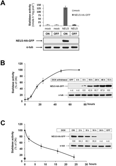 Figure 1. Characterization of the inducible expression cell model HeLa tTA2 NEU3-HA-GFP