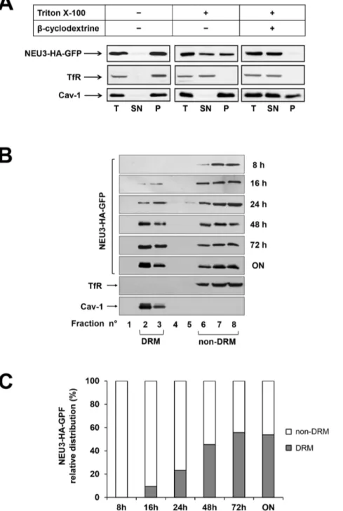 Figure 3. Association of NEU3-HA-GFP to DRM and non-DRM. (A) ON HeLa tTA2 NEU3-HA-GFP grown for 1 h in absence or presence of beta- beta-cyclodextrine were extracted in the appropriate buffer, containing or not 1% Triton X-100 for 30 min at 4uC and ultrace