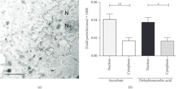 Figure 1: Subcellular distribution of ascorbate in human ﬁbroblasts. Subcellular distribution of ascorbate in human ﬁbroblasts derived from healthy controls ( n = 4) was assessed by immunoelectron microscopy
