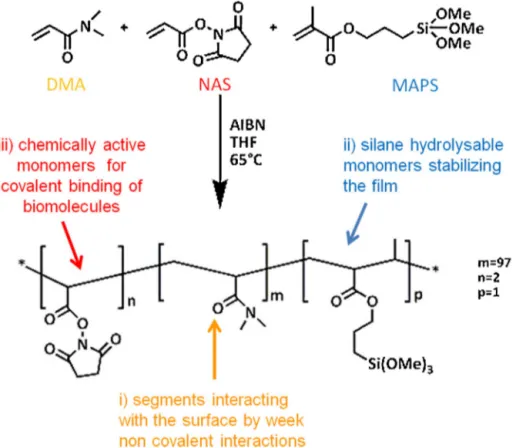 Fig. 1. structure of the copoly(DMA-NAS-MAPS) bound to the gold surface. The copoly presents three functional groups: the polymer backbone interacting with the surface, the pending silane hydrolysable monomers that stabilizing the ﬁlm and the chemically ac