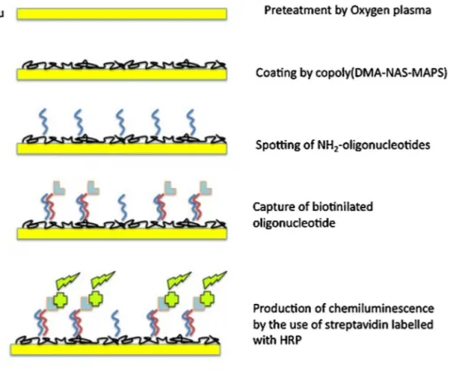 Fig. 6. Scheme of the bioassay surface.