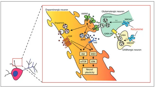 Figure 2. Schematic representation of a proposed translational approach implementing iPSC-derived neurons to assess neural plasticity induced by pharmacological agents potentially active as augmentation antidepressant treatment