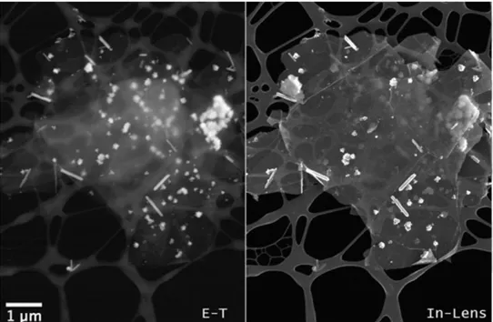 Figure 1 (left and right) compares two low-magnification SEM images obtained with SE of a flake of  graphene in-situ decorated with ZnO NRs and nanoparticles