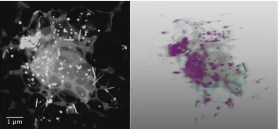 Figure 3: (left) STEM image of the graphene-NRs in dark-field condition.  (right) A colored rendering of the reconstructed tomogram