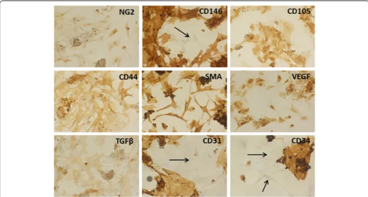 Fig. 3 Immunostaining of early culture of cells obtained after collagenase digestion of LG