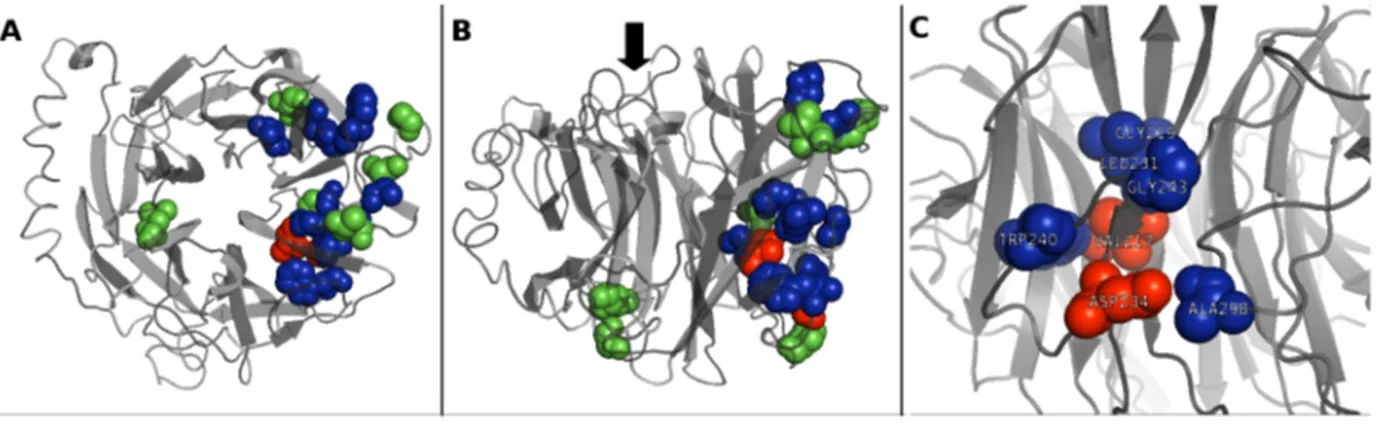 Figure 2. NEU1 structure analysis and localization of the 9 candidate missense mutations