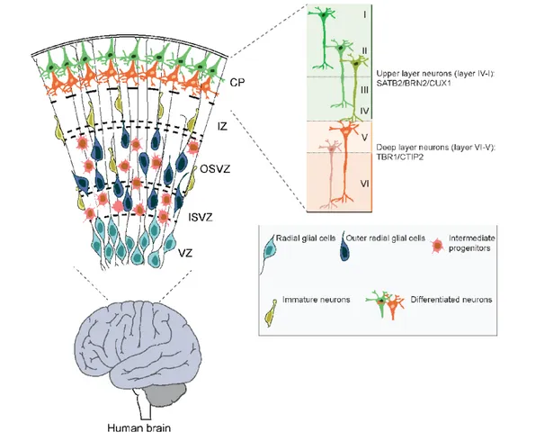 Figure 1: Human cerebral cortex development. 