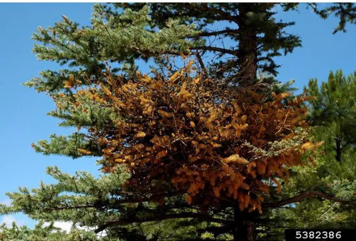 Figure 6: Witches broom caused by Chrysomyxa arctostaphyli on blue spruce (Picea pungens)