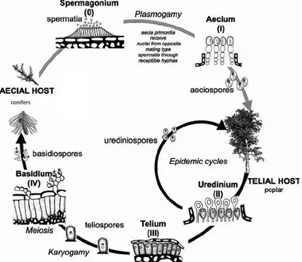 Figure 1: Typical life cycle of heteroecious Melampsora spp., adapted to the M. medusae case, where the aecial hosts are conifer species (modi ﬁed from Vialle et al., 2011)
