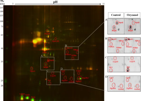 Figure 2. 2D-difference gel electrophoresis (2D-DIGE) hippocampal proteome map of mice treated with γ-oryzanol or vehicle (control)