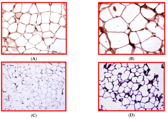 Figure 1. Epididymal white adipose tissue (eWAT) in male C57BL6/J mice fed a standard diet (STD)  or a high fat diet (HFD) for 16 weeks