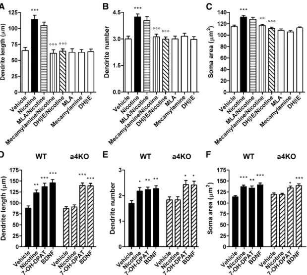 Fig. 2. Involvement of nicotinic acetylcholine receptor subtypes in morphologic effects of nicotine on mesencephalic dopaminergic neurons studied 72 hours after treatment