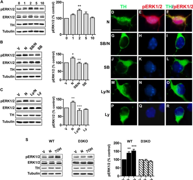 Fig. 5. ERK1/2 phosphorylation activated by nicotine challenge in mesencephalic TH-IR neurons is prevented by D3R antagonist SB-277011-A and PI3K inhibitor LY294002 and is blocked in D3KO mice