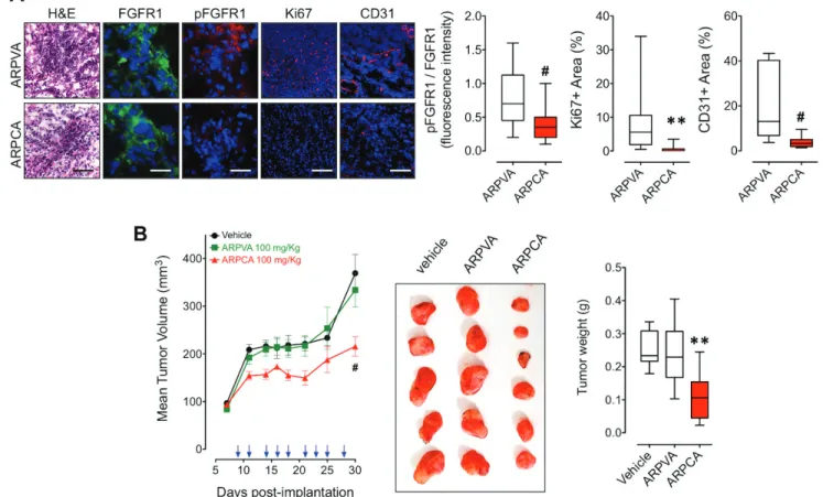 Figure 5: ArPcA inhibits the in vivo growth of FGF8b/FGF2/DHt-regulated trAMP-c2 tumors