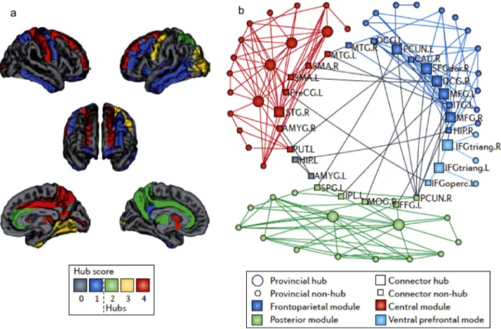 Fig. 1. Hierarchical modular organisation of the human connectome. (a) Hubs: regions with a higher number of connections, higher value of betweenness centrality, a shorter path length and highly clustered among themselves are called ‘hubs’ and are indicate