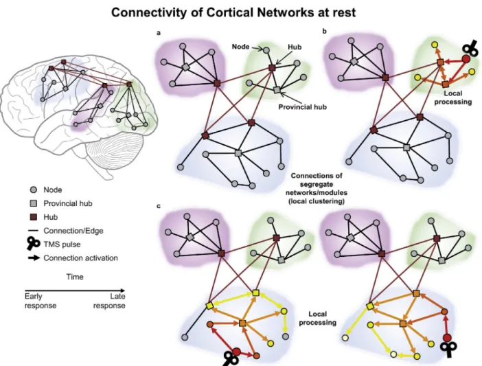Fig. 2. Testing connectivity during the resting state. (a) Schematic ﬁgure of the modular organisation of the brain network, including nodes (grey circles), provincial hubs (grey squares) and hubs of the rich club (red squares), and their short-range (blac